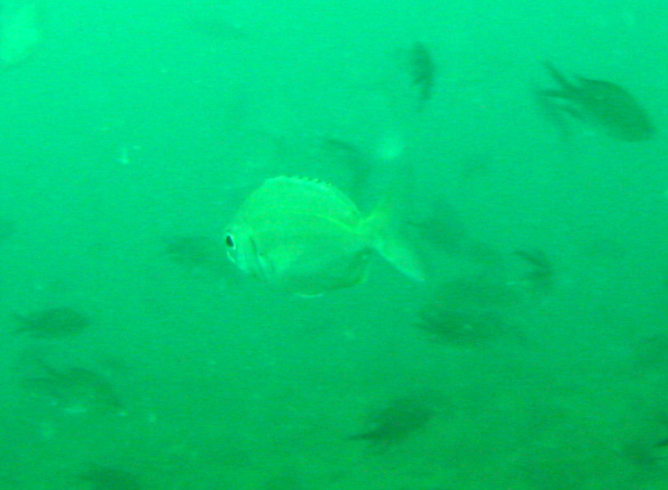 Altri pesci dal relitto Evdokia (Pagellus sp.)